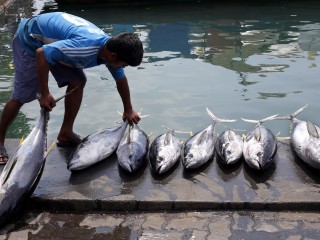 ބާޒާރުގައި މަހުގެ އަަގު އަދިވެސް އުފުލިގެންދާނެ ކަމަށް ބެލެވޭ