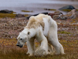 ޕޯލާ ބެއާގެ ނަސްލު ނެތިގެންދަނީ، މޫސުމަށް އަންނަ ބަދަލުތައް ހުއްޓުވަން ޖެހޭ 
