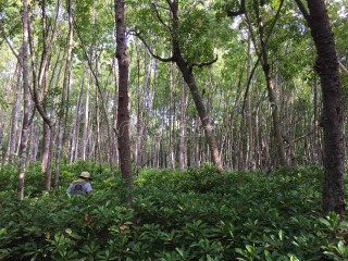 ދުނިޔޭގެ \"ރީސެޓު ބަޓަނަށް\"  ކޮވިޑް19، ފިއްތާލައިފި!