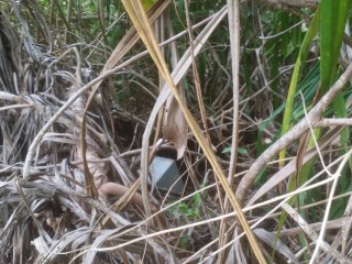 Molhadhoo power station's safe found in woods
