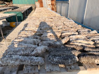 ރ.ދުވާފަރުގައި ހުއިފިލަނޑާ ހިއްކަން އަޅާފައި. ގެއްލިގެން ހޯދަނިކޮށް ފެނުނީ ހުއިފލަނޑާ ނަގަން އުޅުނު މީޙެއް