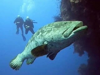 ފާނައިގެ މަސްވެރިކަން ކުރުން މަނާ ސަރަހައްދެއްގައި ސަރވޭއެއް ކުރާނެ ފަރާތެއް ހޯދަނީ