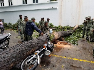 ގަހުގެ މޫތައް އުފުރި، ފަސްގަނޑު އުފުލިފައި-- ފޮޓޯ/ ޓްވިޓާ