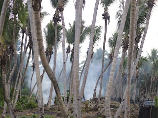 Coconut palms at an island in the Maldives