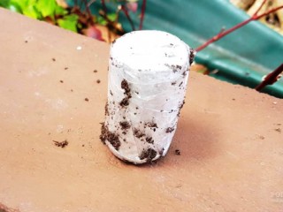 A film canister containing what they believe to be a type of cannabis.