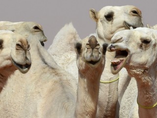 ބޮޓޮކްސް ބޭނުން ކޮށްފައިވާތީ ރީތީގެ މުބާރާތުން 12 ޖަމަލު ޑިސްކޮލިފައި ވެއްޖެ!