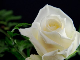 ޖިންސީ ފުރައްސާރައާ ދެކޮޅަށް ގްރެމީ އެވޯޑްސްގައި މިފަހަރު ހުދުފިނިފެންމާ