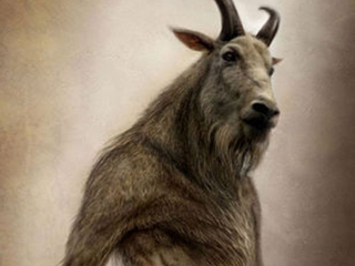 ސިހުރު ހަދައިގެން މީހަކު ބަކަރި އަކަށް ބަދަލު ކޮށްލި ކަމަށް ބުނެ ބަޔަކު ރުޅި ގަދަވެއްޖެ!