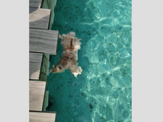 ކުނިވެފައި އޮތް ގަބުރު ސޮނޭވާ ޖަނީގެ ފަޅު ތެރޭގައި