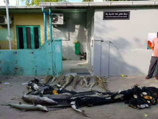 ދަލެއް ޖަހައިގެން ހިފި މިޔަރުތައް ކައުންސިލް އިދާރާ ކުރިމަތީގައި