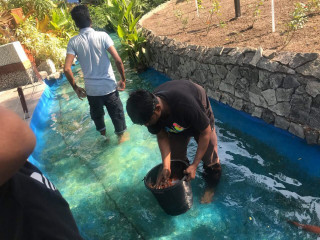 މަސްތައް މަރުވިފަހުން ރަސްރަނި ބަގީޗާގެ މަސްފެންގަނޑު ބަލަހައްޓާނެ ފަރާތެއް ހޯދަނީ!