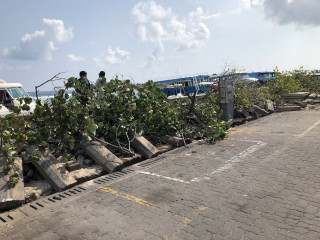 މާލޭގެ ދެކުނު ފަރާތުގައި ހުރި ގަސްތައް ކަނޑާލާފައި