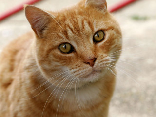 ތިން ބުޅާ މެރުމުން 100 ރުފިޔާ ދޭން އުނގޫފާރު ކައުންސިލުން ވަނީ ނިންމާފައި