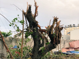 ލޮނުޒިޔާރަތްކޮޅުގައި ހުރި ގަހެއް ކަނޑާލާފައި