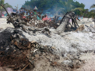 އަލިތަކުރުފާނު އިންދެވި ތާރީޚީ ކާނި ގަހުގައި ރޯކޮށްލީ ކީއްވެގެންތަ؟