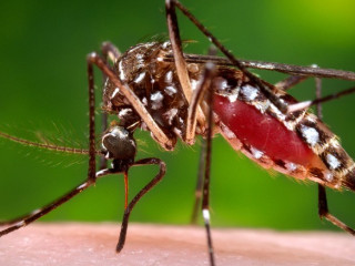 Aedes mosquito