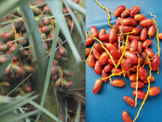 ފަރެސްމާތޮޑާގައި އޮށެއް ނެތް ރަތް ކަދުރު!