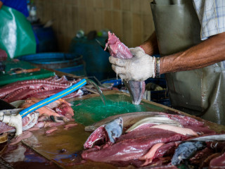 ކަނޑު މަހުގެ އަގު އަނެއްކާވެސް ހެޔޮވެއްޖެ