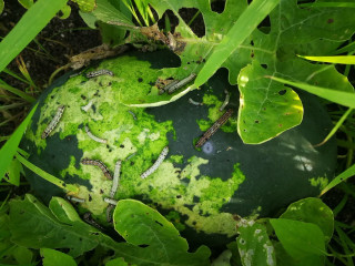 ތޮއްޑޫ ކަރާ ދަނޑުތަކުގައި ފަންޏެއް އަޅައި، ގެއްލުންތަކެއް ވެއްޖެ