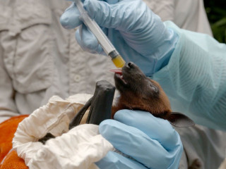 ރާއްޖޭގައި ނިޕާ ވައިރަސް ފެތުރުމުގެ ފުރުސަތު އެބައޮތް: އެޗްޕީއޭ