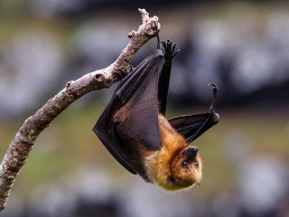 ނިޕާ ވައިރަސް އެންމެ ބޮޑަށް ފެތުރެނީ ވާލުން