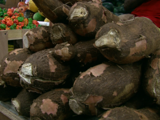 Local cassava