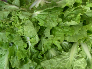 މާރުކޭޓުގައި ލެޓިއުސްގެ އަގު އަދިވެސް ބޮޑު!