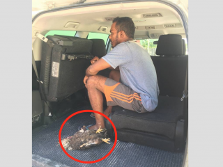 ވަގަށް ނަގަން އުޅުނު ކުކުޅާ އެކު ތުހުމަތު ކުރެވޭ މީހާ ފުލުހުންގެ ވެހިކަލަށް އަރުވާފައި