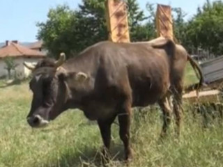 ގަވައިދާ ޚިލާފަށް އީޔޫ ބޯޑަރު ހުރަސް ކުރުމާ ގުޅިގެން މާބަނޑު ގެރިއެއް މަރަން ހުކުމް ކޮށްފި