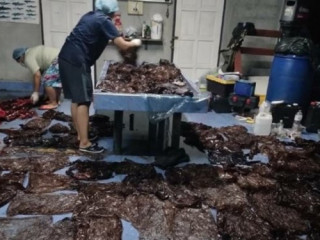 8 ކިލޯގެ ޕްލާސްޓިކް ކޮތަޅު ކައިގެން ބޮޑުމަހެއް މަރުވެއްޖެ!