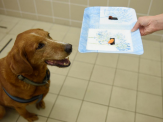 ކުއްތާތައް ބޭނުން ކޮށްގެން ބަރުހެލި ވުމާ ބެހޭ ދިރާސާއެއް ކޮށްފި