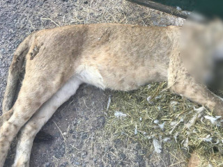 ސައުތް އެފްރިކާގެ ޕާކު ތެރޭގައި މަރާލައިފައިވާ ހަތަރު ސިންގާގެ ތެރެއިން ސިންގާއެއް