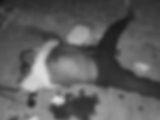 ވެއްޓި މަރުވި މީހާ