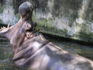 ހިޕޮޕޮޓަމަސްއަކީ ދުނިޔޭގެ އެންމެ ވަރުގަދަ އެއް މެމަލް