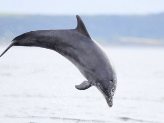 ސަރަކާތް ޖަހާ ކޯމަހެއްގެ ސަބަބުން މޫދަށް އެރުން އެންމެނަށް މަނާކޮށްފި