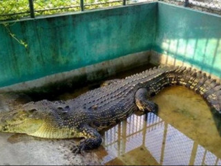 ކުޑަކުދިންގެ ބަގީޗާގައި އޮތް ކިނބޫ