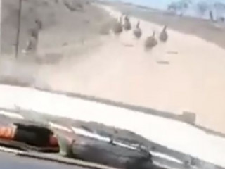 އޮސްޓްރޭލިއާގެ ބޮޑު ދޫނިތަކަށް ކާރު އެރުވި މީހާ ހައްޔަރުކޮށްފި