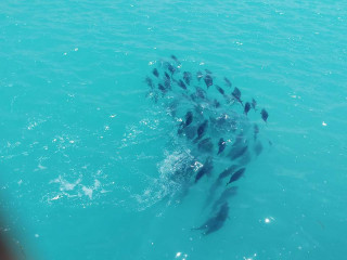 ވެލިދޫގެ ފަޅުތެރެއަށް ކަޅުބިލަ މަސް އައިނެއް ވަދެއްޖެ