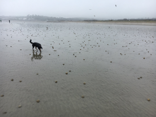 ގޮނޑުދޮށުން ފެނުނު އާދަޔާ ހިލާފު \"މޫދު އަލުވި\"!