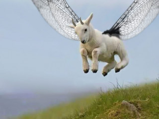 އުދުހޭ ބަކަރި!