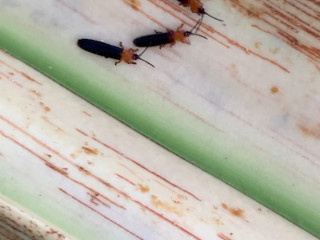 ނުރައްކާތެރި ބައްޔަކާ އެކު، ގައުމީ ގަސް ނެތިގެން ދަނީ؟