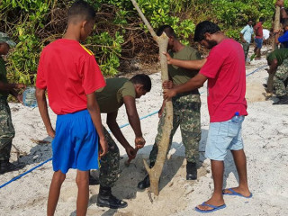 އެމްއެންޑިއެފް އިންހޮނިހިރު ދުވަހު ފެށި ގަސްއިންދުމުގެ ޕްރޮގްރާމްގެ ތެރެއިން