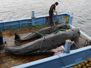 އިންޓަނޭޝަނަލް ވޭލިން ކޮމިޝަނުން ޖަޕާނު ވަކިވެއްޖެ