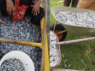 ޖެހުނު އެއްޗަކުން ނަގައި، ކިނބިދޫ އެމުން ބަރާކޮށްފި