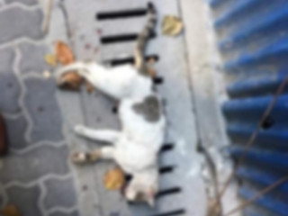 Photographs of stray cats having been brutally put to death were posted online earlier this week