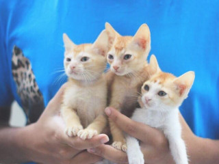 A reason for pet owners in Maldives to rejoice, finally!