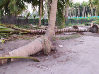 ތޮއްޑޫއިން ރުއް ނަގައިގެން ބޭރުކުރާ މައްސަލަ ބޮޑުވެއްޖެ