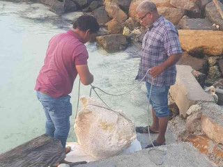 ރާއްޖޭގައި މިހާތަނަށް ހޮވި އެންމެ ބޮޑު މާވަހަރު ފީވަކަށް އަރުވަނީ