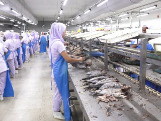 ފެލިވަރު މަސް ފެކްޓަރީ