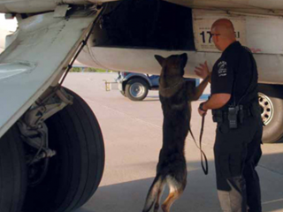 ގޮވާ ތަކެތި ހޯދުމަށް ތަމްރީނުކޮށްފައިވާ ކުއްތާއެއް މަތންދާ ބޯޓެއް ބަލައި ފާސްކުރަނީ